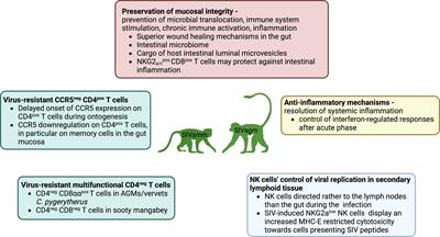 Walk on the wild side: SIV infection in African non-human primate hosts—from the field to the laboratory